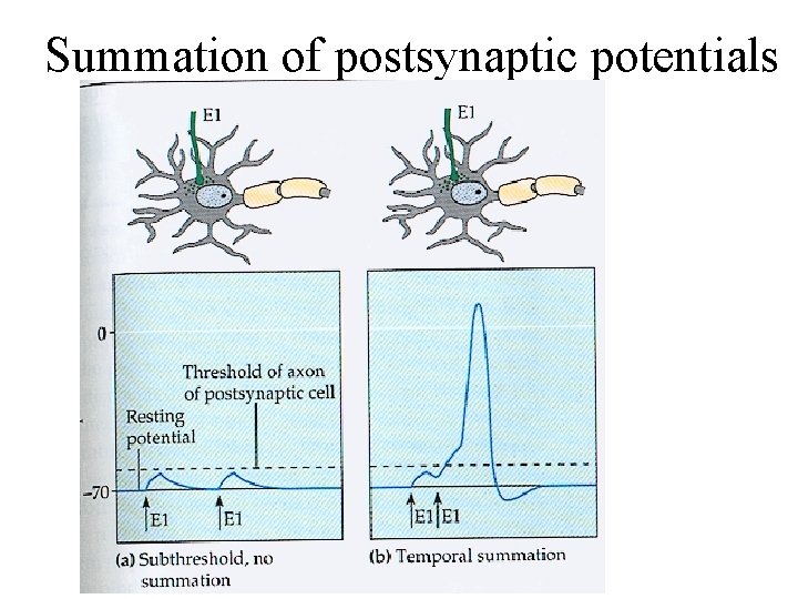 Summation of postsynaptic potentials 