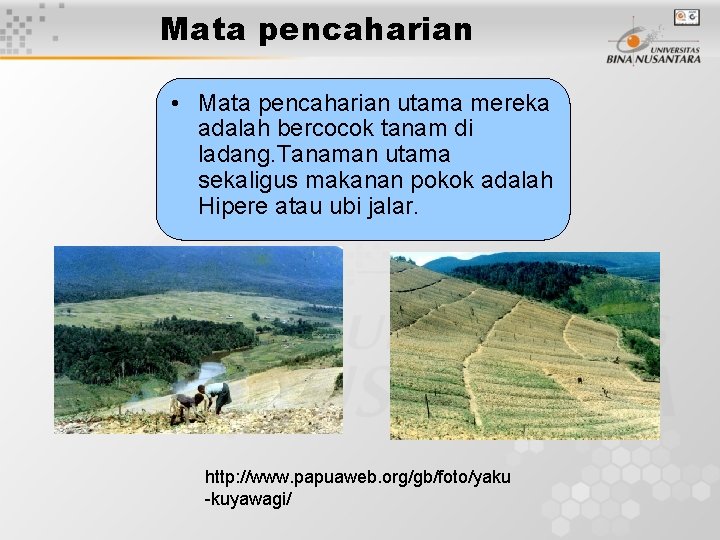 Mata pencaharian • Mata pencaharian utama mereka adalah bercocok tanam di ladang. Tanaman utama