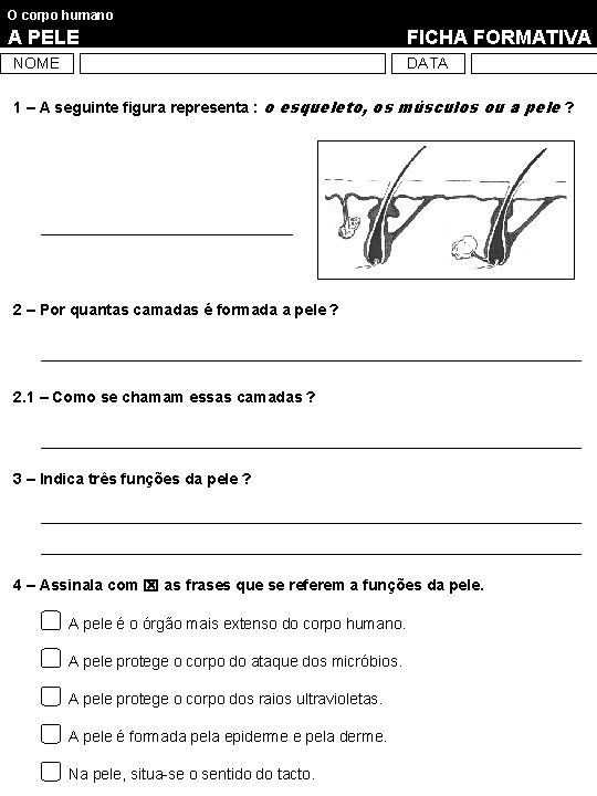 O corpo humano A PELE NOME FICHA FORMATIVA DATA 1 – A seguinte figura