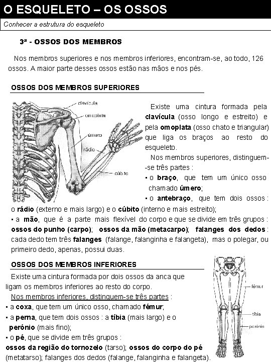 O ESQUELETO – OS OSSOS Conhecer a estrutura do esqueleto 3ª - OSSOS DOS