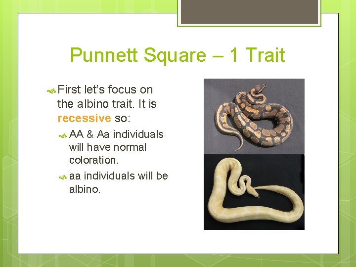 Punnett Square – 1 Trait First let’s focus on the albino trait. It is
