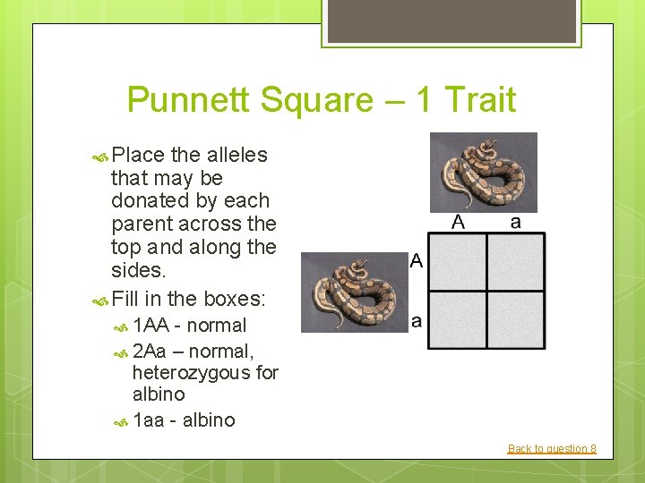 Punnett Square – 1 Trait Place the alleles that may be donated by each