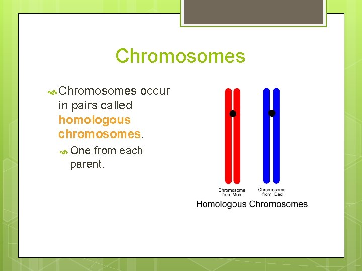Chromosomes occur in pairs called homologous chromosomes. One from each parent. 