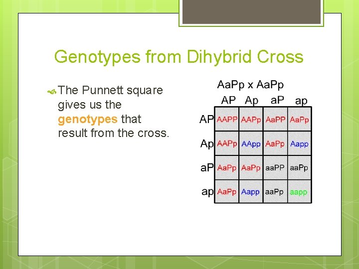 Genotypes from Dihybrid Cross The Punnett square gives us the genotypes that result from