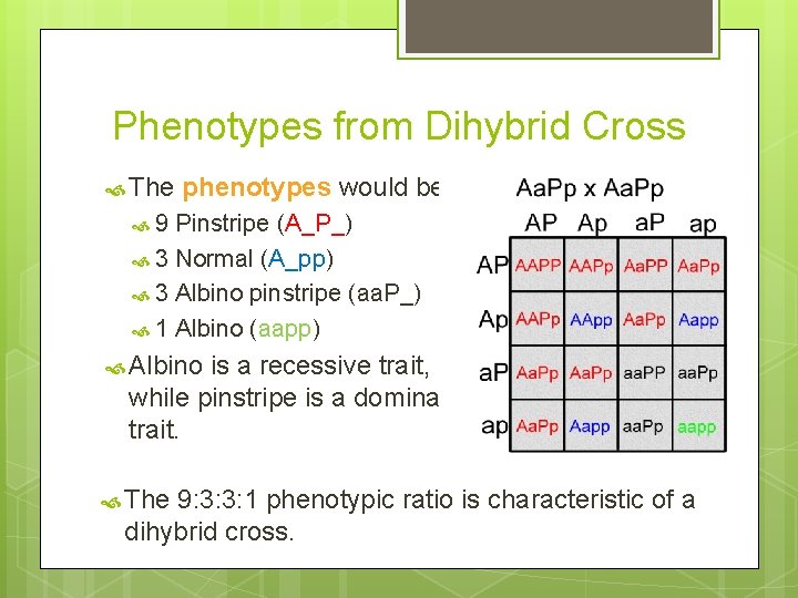 Phenotypes from Dihybrid Cross The phenotypes would be: 9 Pinstripe (A_P_) 3 Normal (A_pp)