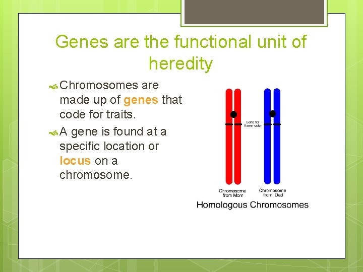 Genes are the functional unit of heredity Chromosomes are made up of genes that