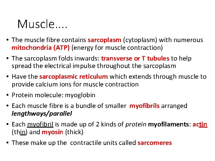 Muscle. . • The muscle fibre contains sarcoplasm (cytoplasm) with numerous mitochondria (ATP) (energy