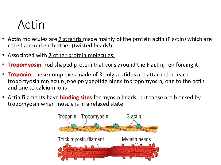 Actin • Actin molecules are 2 strands made mainly of the protein actin (F
