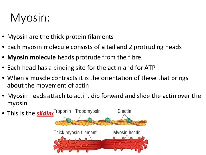 Myosin: Myosin are thick protein filaments Each myosin molecule consists of a tail and