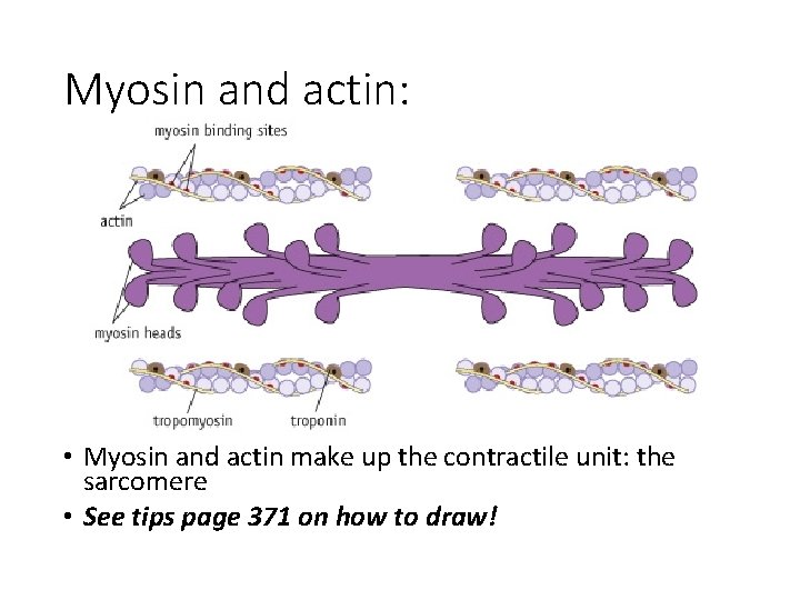 Myosin and actin: • Myosin and actin make up the contractile unit: the sarcomere