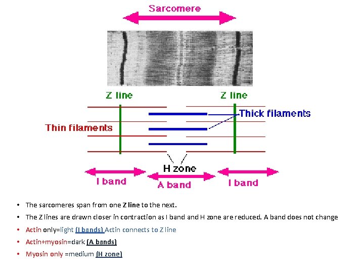  • The sarcomeres span from one Z line to the next. • The