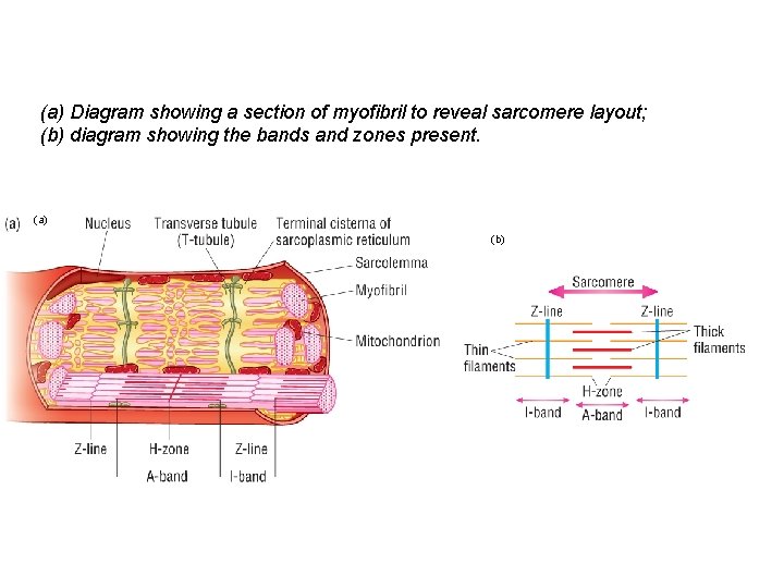 (a) Diagram showing a section of myofibril to reveal sarcomere layout; (b) diagram showing