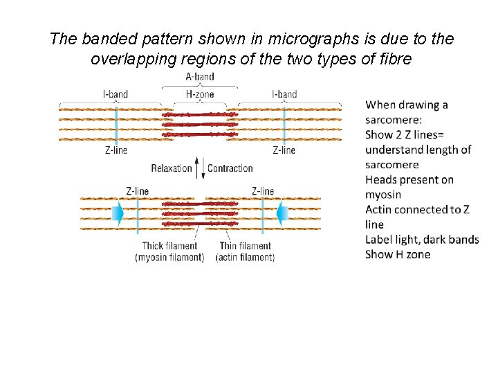 The banded pattern shown in micrographs is due to the overlapping regions of the