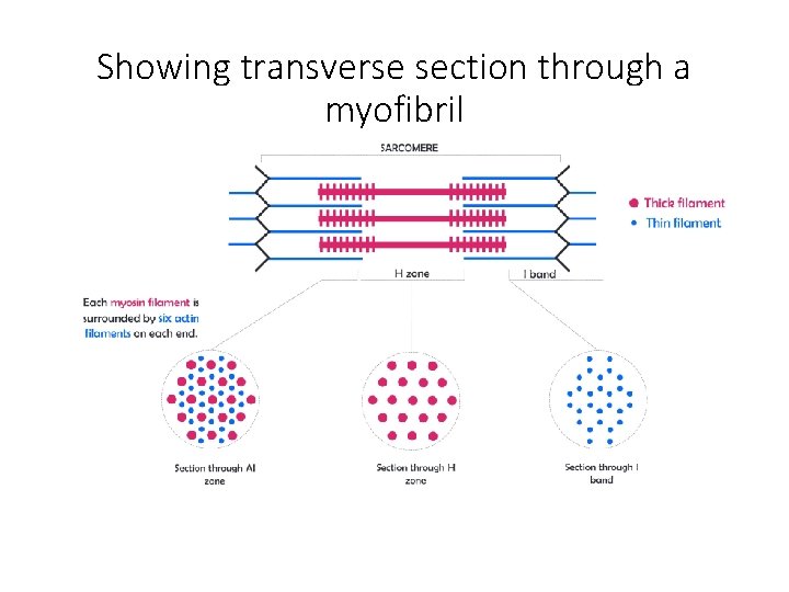 Showing transverse section through a myofibril 