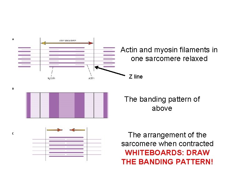 Actin and myosin filaments in one sarcomere relaxed Z line The banding pattern of