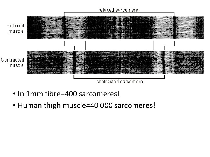  • In 1 mm fibre=400 sarcomeres! • Human thigh muscle=40 000 sarcomeres! 