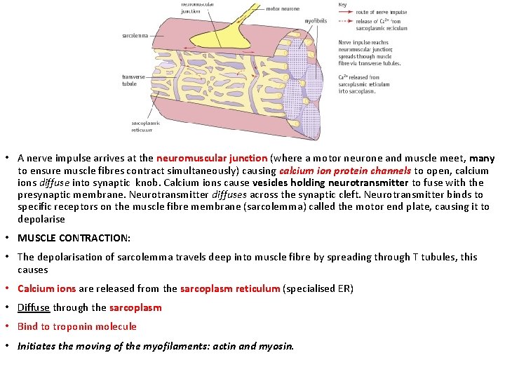  • A nerve impulse arrives at the neuromuscular junction (where a motor neurone