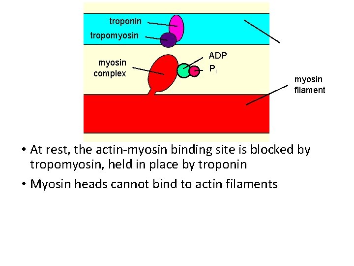 troponin tropomyosin complex ADP Pi actin filament myosin filament • At rest, the actin-myosin