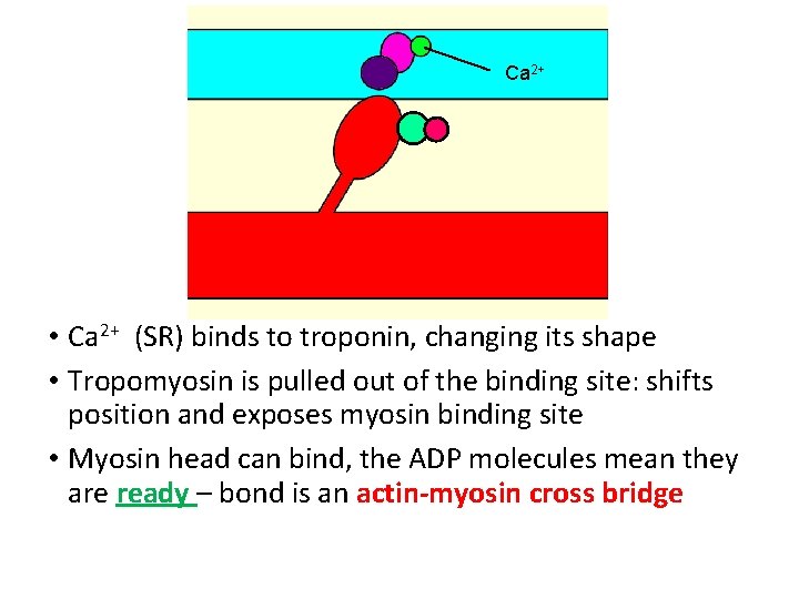 Ca 2+ • Ca 2+ (SR) binds to troponin, changing its shape • Tropomyosin