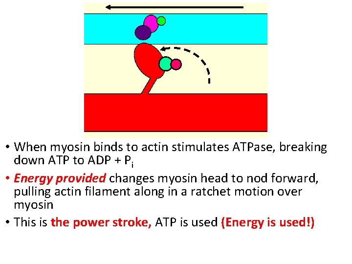  • When myosin binds to actin stimulates ATPase, breaking down ATP to ADP