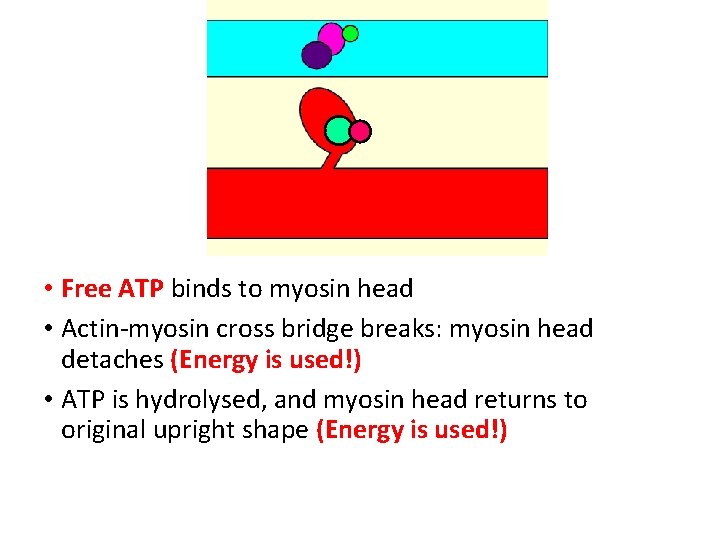  • Free ATP binds to myosin head • Actin-myosin cross bridge breaks: myosin