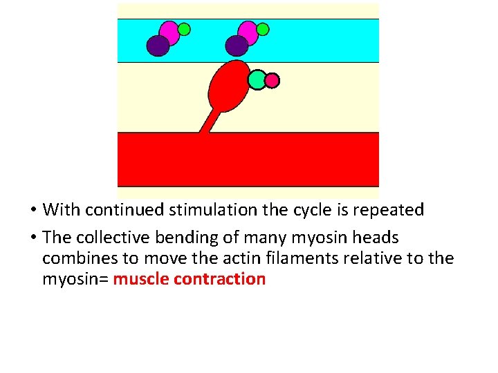  • With continued stimulation the cycle is repeated • The collective bending of