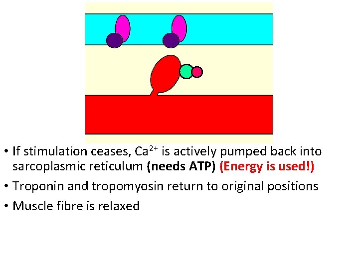  • If stimulation ceases, Ca 2+ is actively pumped back into sarcoplasmic reticulum