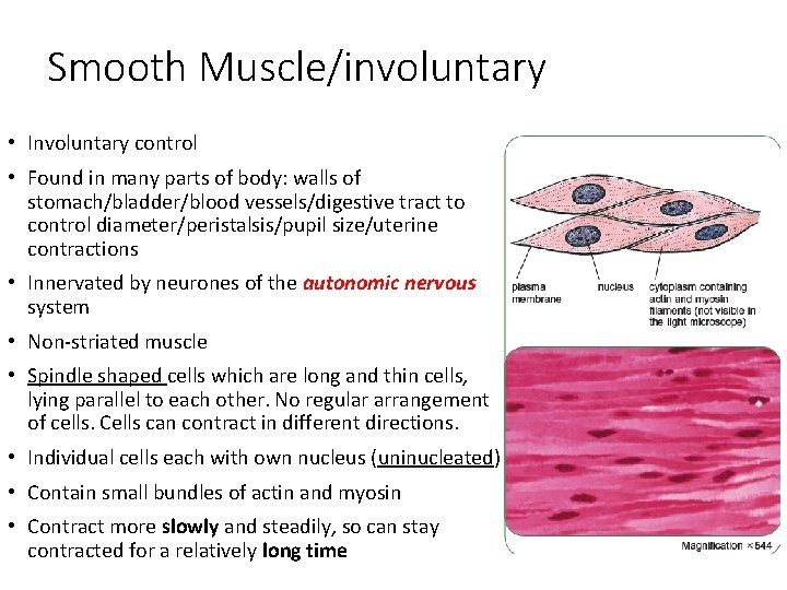 Smooth Muscle/involuntary • Involuntary control • Found in many parts of body: walls of