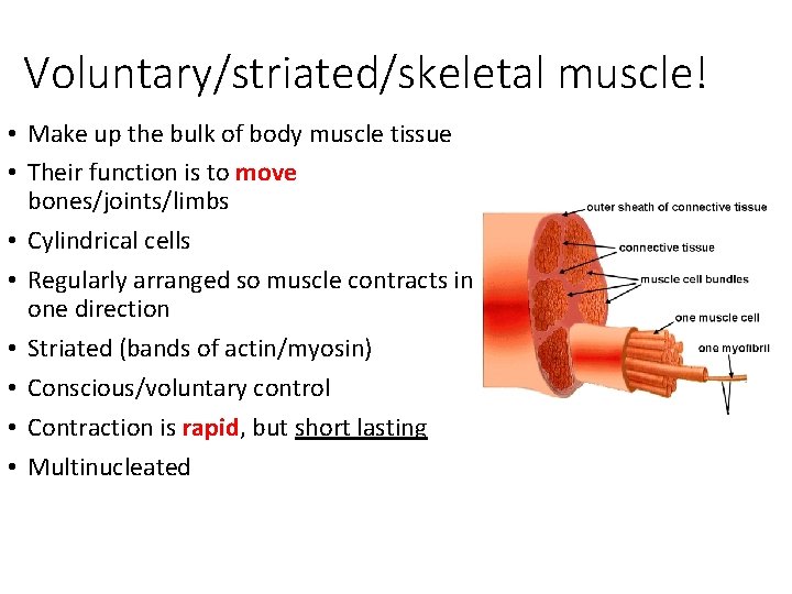 Voluntary/striated/skeletal muscle! • Make up the bulk of body muscle tissue • Their function