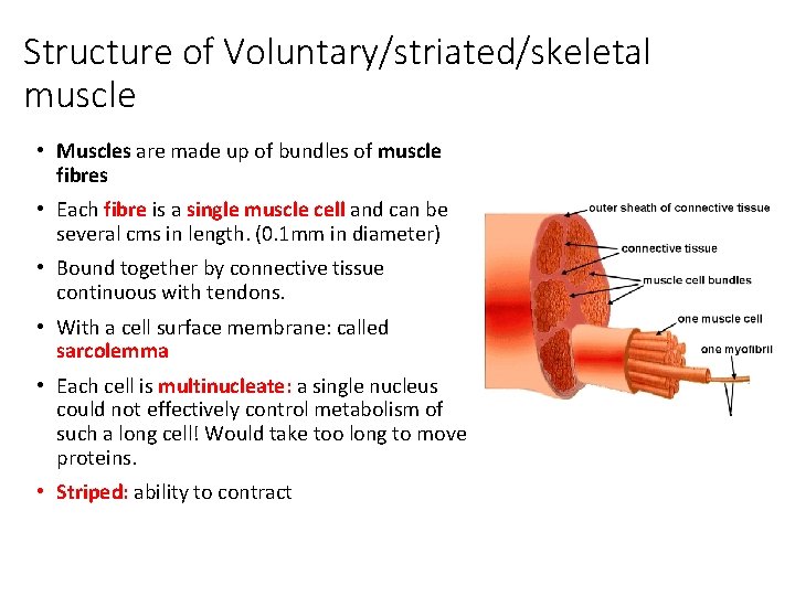 Structure of Voluntary/striated/skeletal muscle • Muscles are made up of bundles of muscle fibres