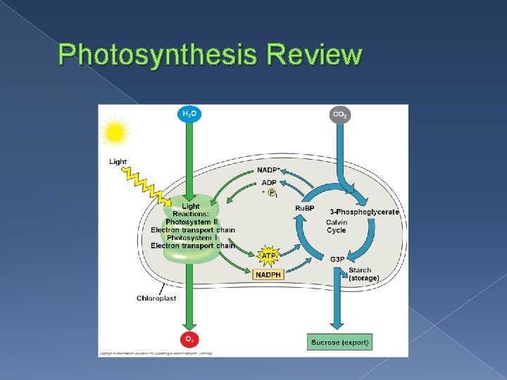Photosynthesis Part 4 Pages 116 to 117 The
