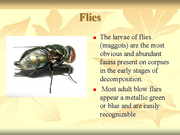 Flies n n n The larvae of flies (maggots) are the most obvious and