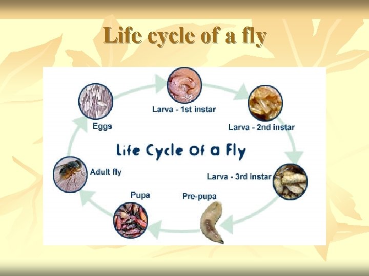 Life cycle of a fly 