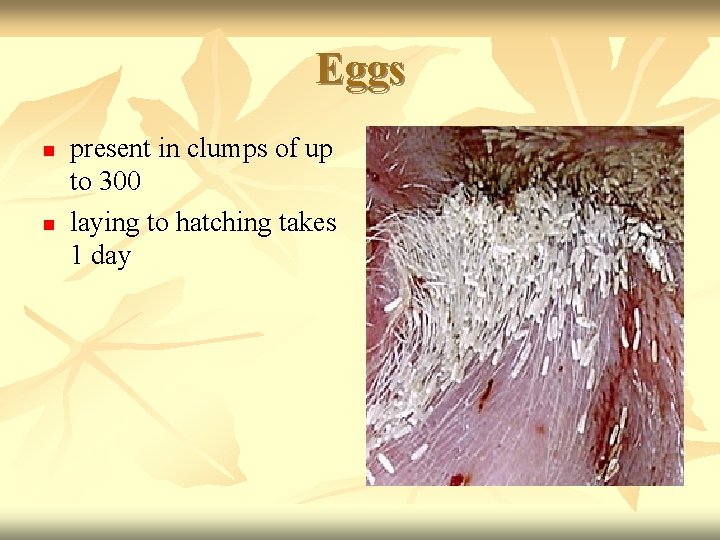 Eggs n n present in clumps of up to 300 laying to hatching takes
