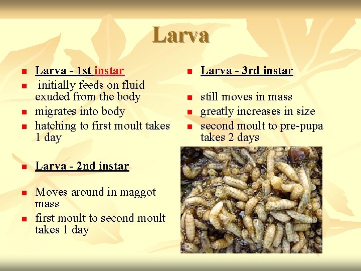 Larva n n n n Larva - 1 st instar initially feeds on fluid