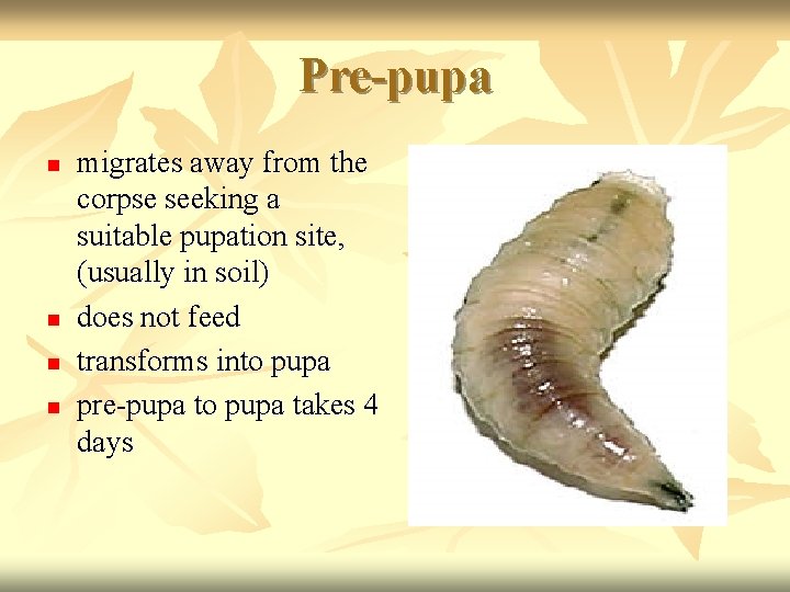 Pre-pupa n n migrates away from the corpse seeking a suitable pupation site, (usually