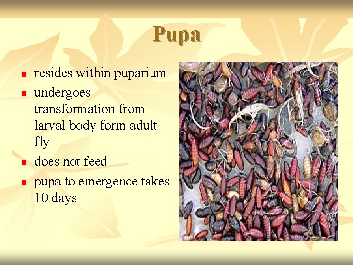 Pupa n n resides within puparium undergoes transformation from larval body form adult fly