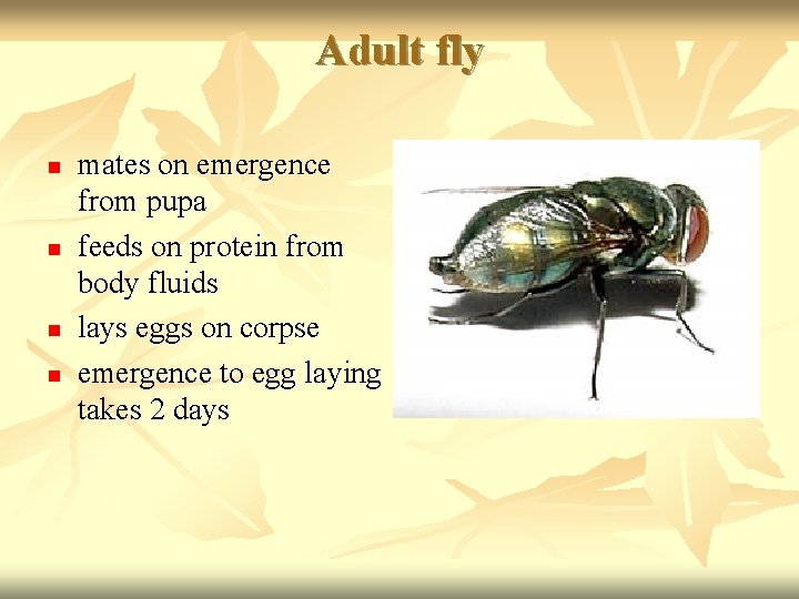 Adult fly n n mates on emergence from pupa feeds on protein from body