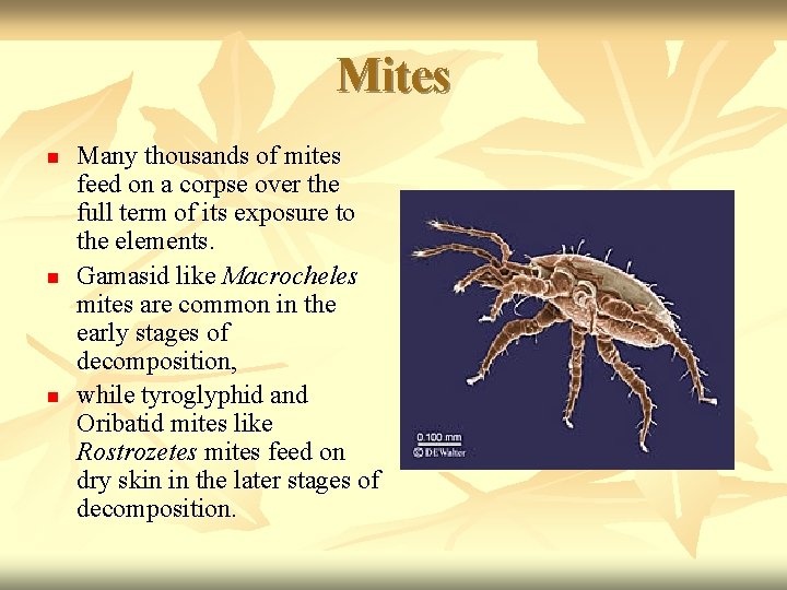 Mites n n n Many thousands of mites feed on a corpse over the