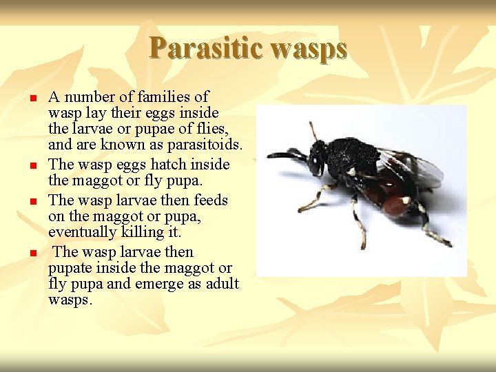 Parasitic wasps n n A number of families of wasp lay their eggs inside