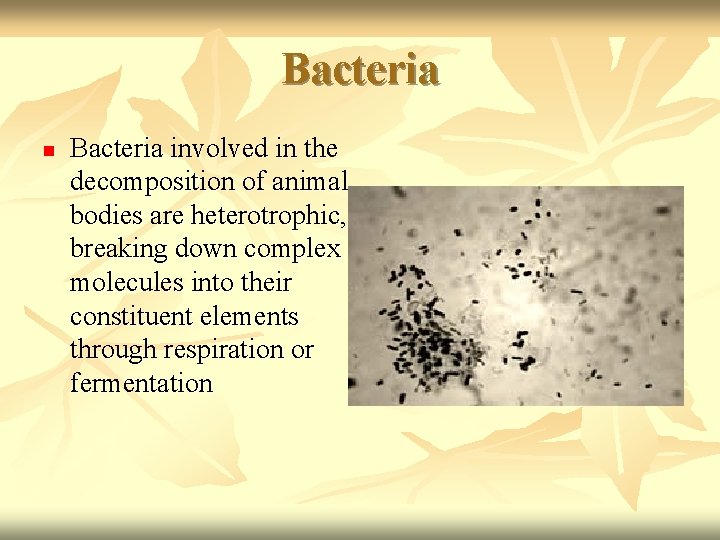 Bacteria n Bacteria involved in the decomposition of animal bodies are heterotrophic, breaking down