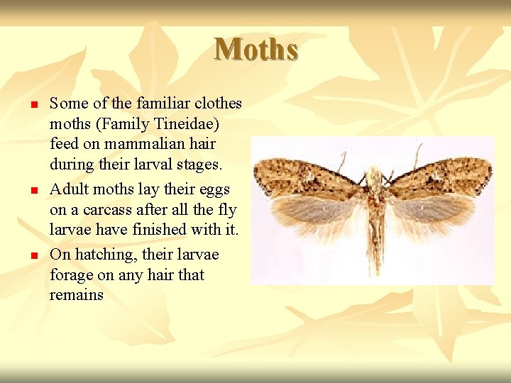 Moths n n n Some of the familiar clothes moths (Family Tineidae) feed on