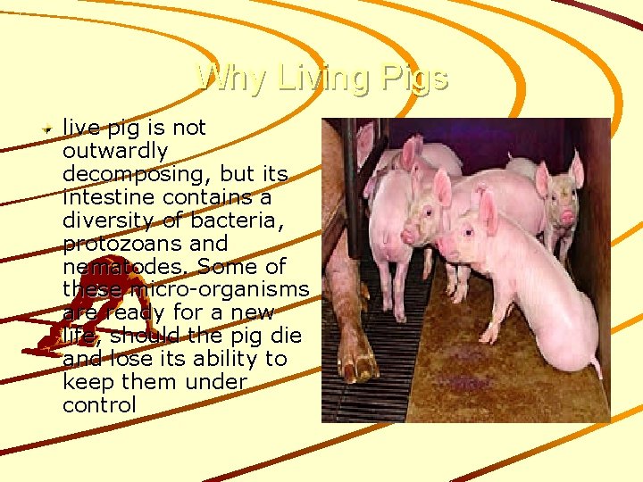 Why Living Pigs live pig is not outwardly decomposing, but its intestine contains a