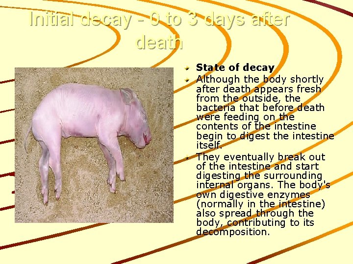 Initial decay - 0 to 3 days after death State of decay Although the