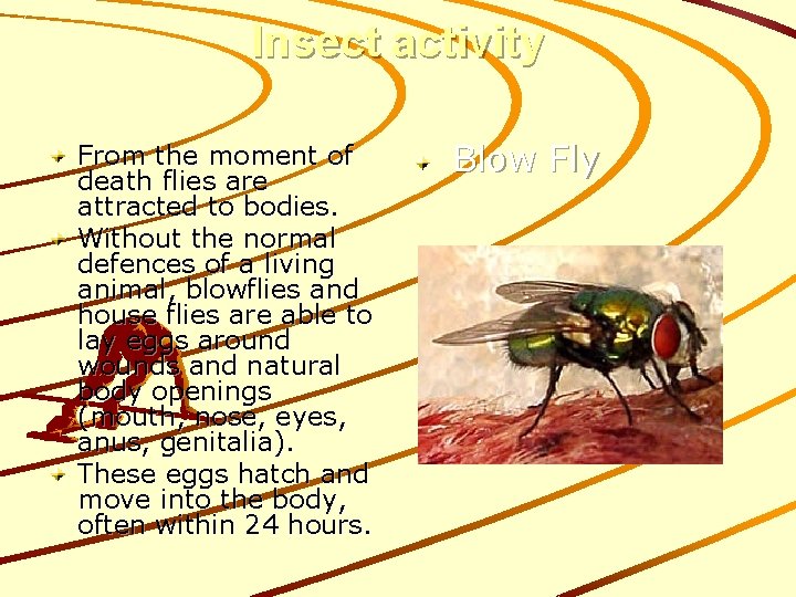 Insect activity From the moment of death flies are attracted to bodies. Without the