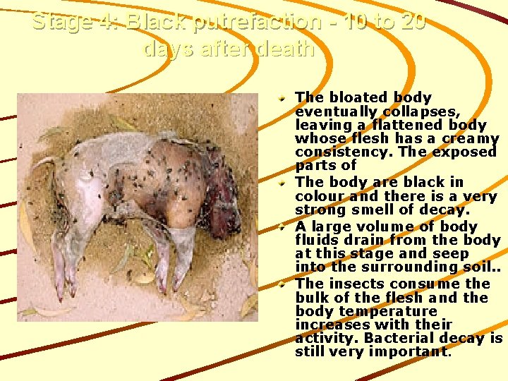 Stage 4: Black putrefaction - 10 to 20 days after death The bloated body