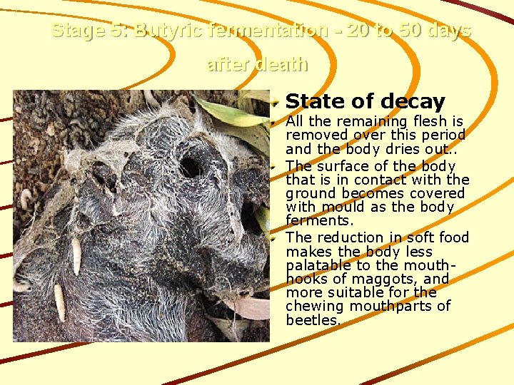 Stage 5: Butyric fermentation - 20 to 50 days after death State of decay