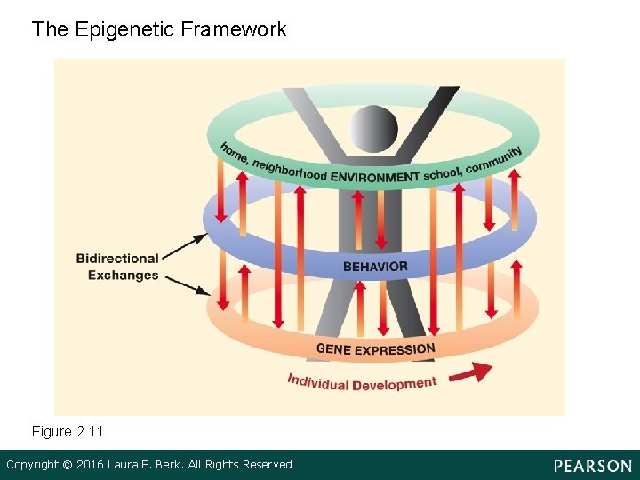 The Epigenetic Framework Figure 2. 11 Copyright © 2016 Laura E. Berk. All Rights