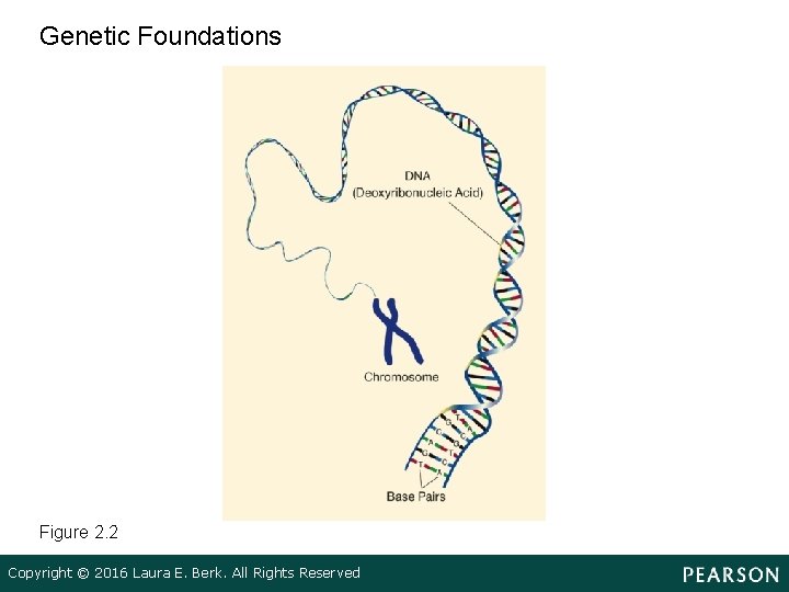 Genetic Foundations Figure 2. 2 Copyright © 2016 Laura E. Berk. All Rights Reserved