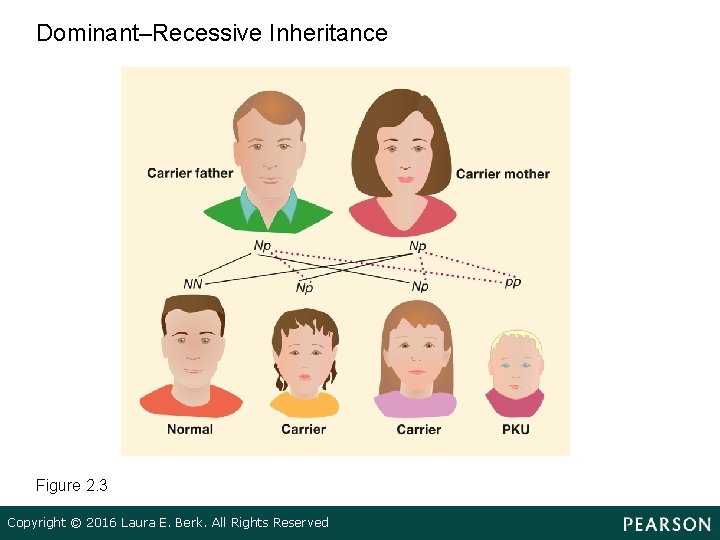 Dominant–Recessive Inheritance Figure 2. 3 Copyright © 2016 Laura E. Berk. All Rights Reserved